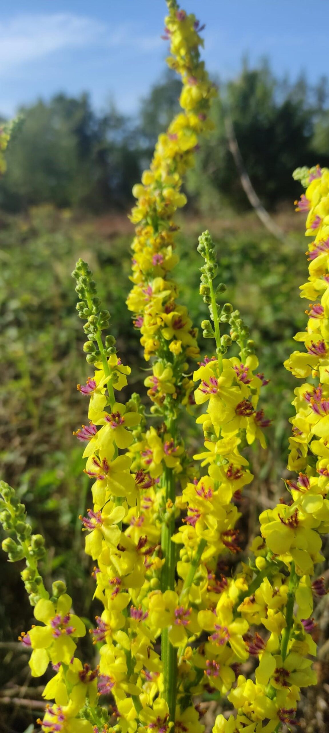 Verbascum nigrum