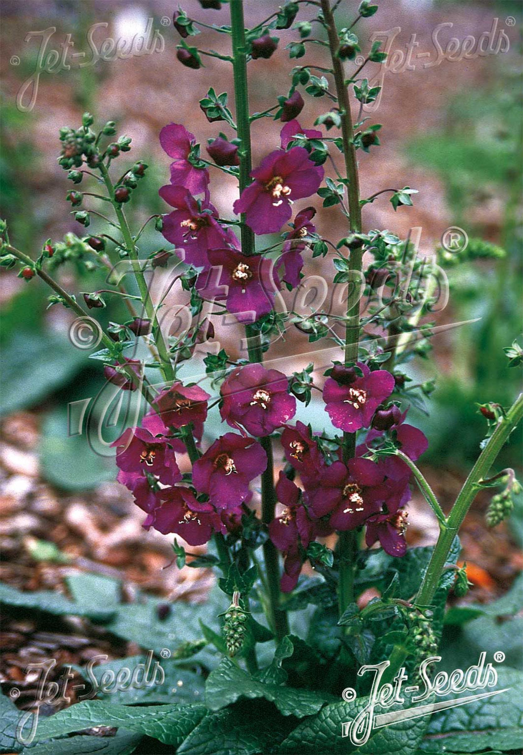 Verbascum phoeniceum 'Violetta'