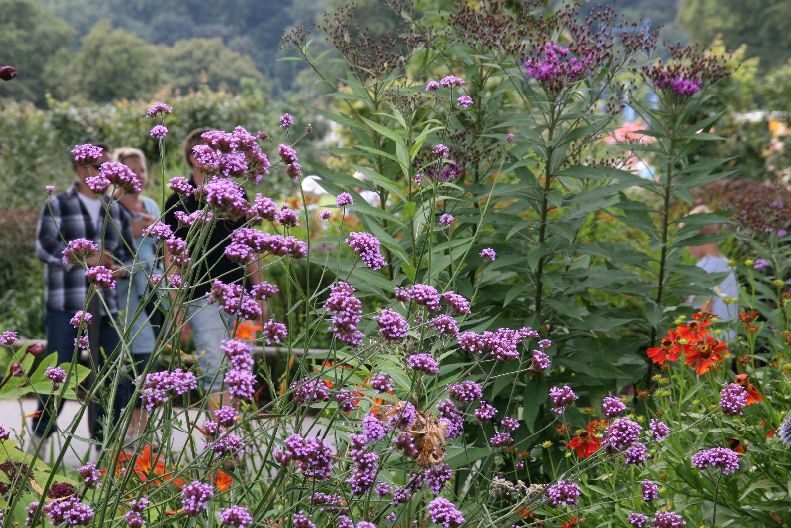 Verbena bonariense