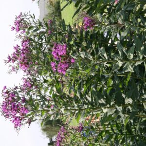 Vernonia crinita