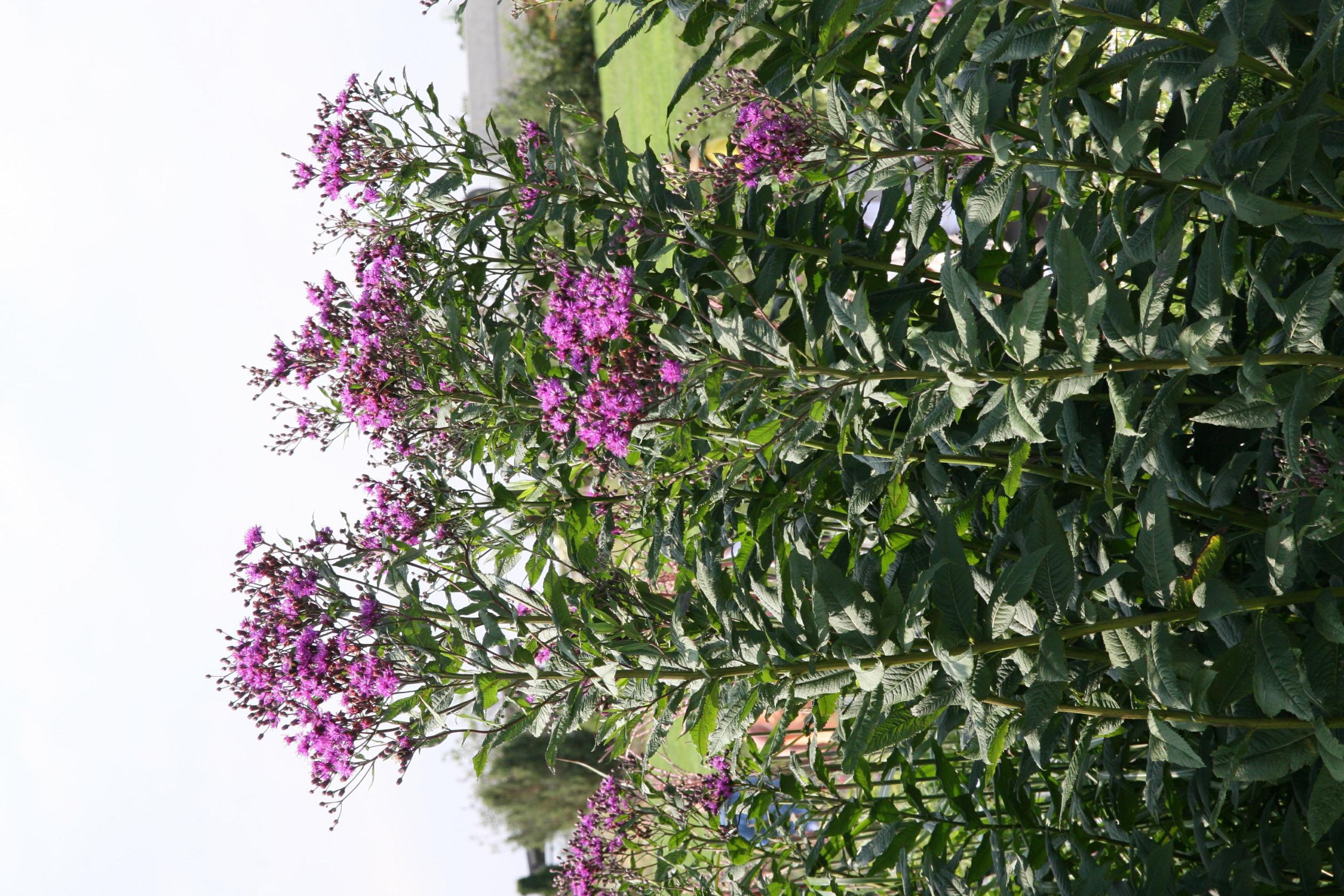 Vernonia crinita