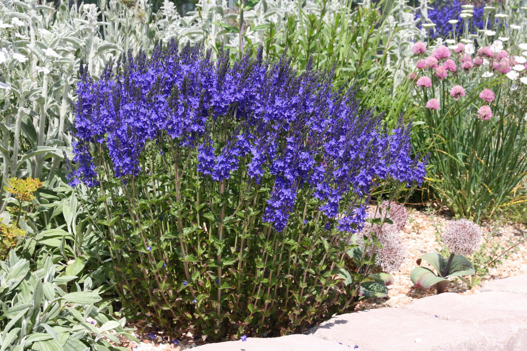 Veronica austriaca 'Knallblau'