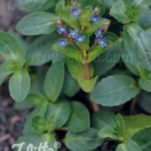 Veronica beccabunga