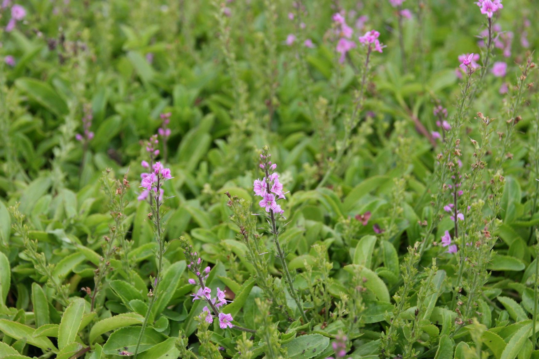 Veronica x cantiana 'Kentish Pink'