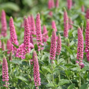 Veronica longifolia 'First Love' (S)