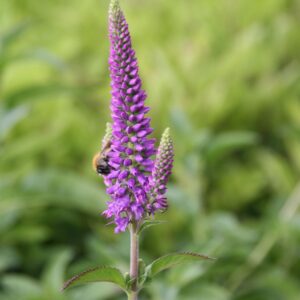 Veronica longifolia 'First Match' (S)