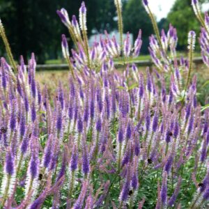 Veronicastrum virginica 'Fascination'