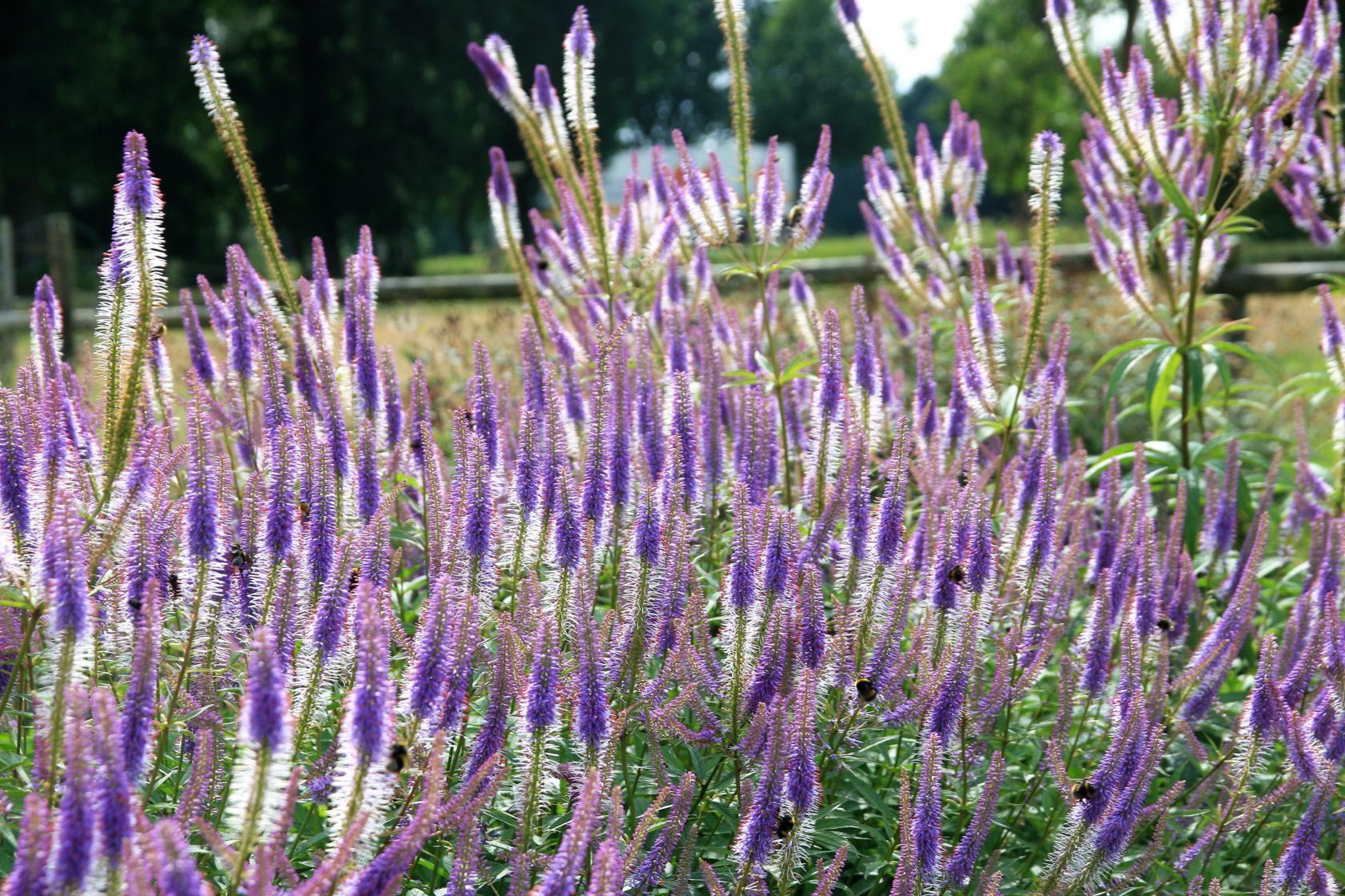 Veronicastrum virginica 'Fascination'