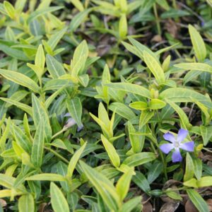 Vinca minor  5-7