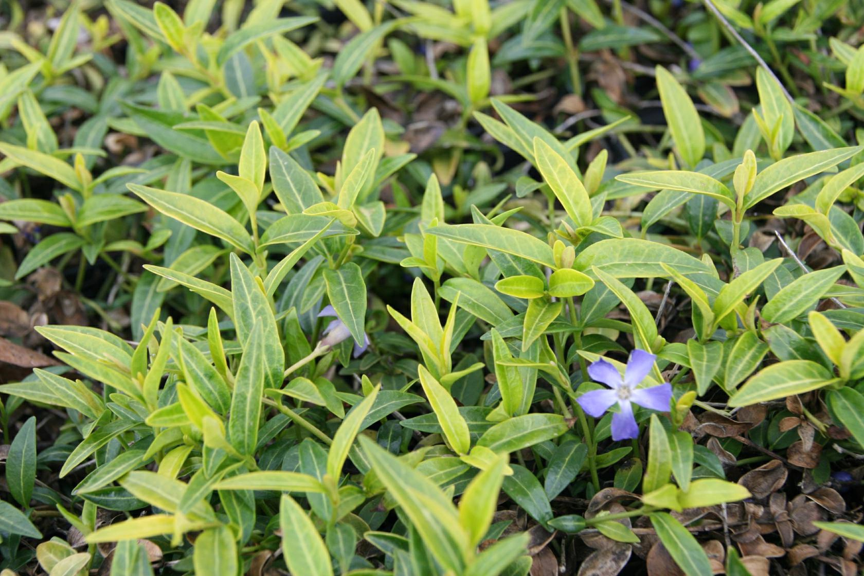 Vinca minor 5-7