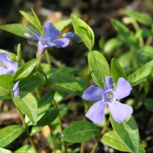 Vinca minor 'Bowles'  5-7