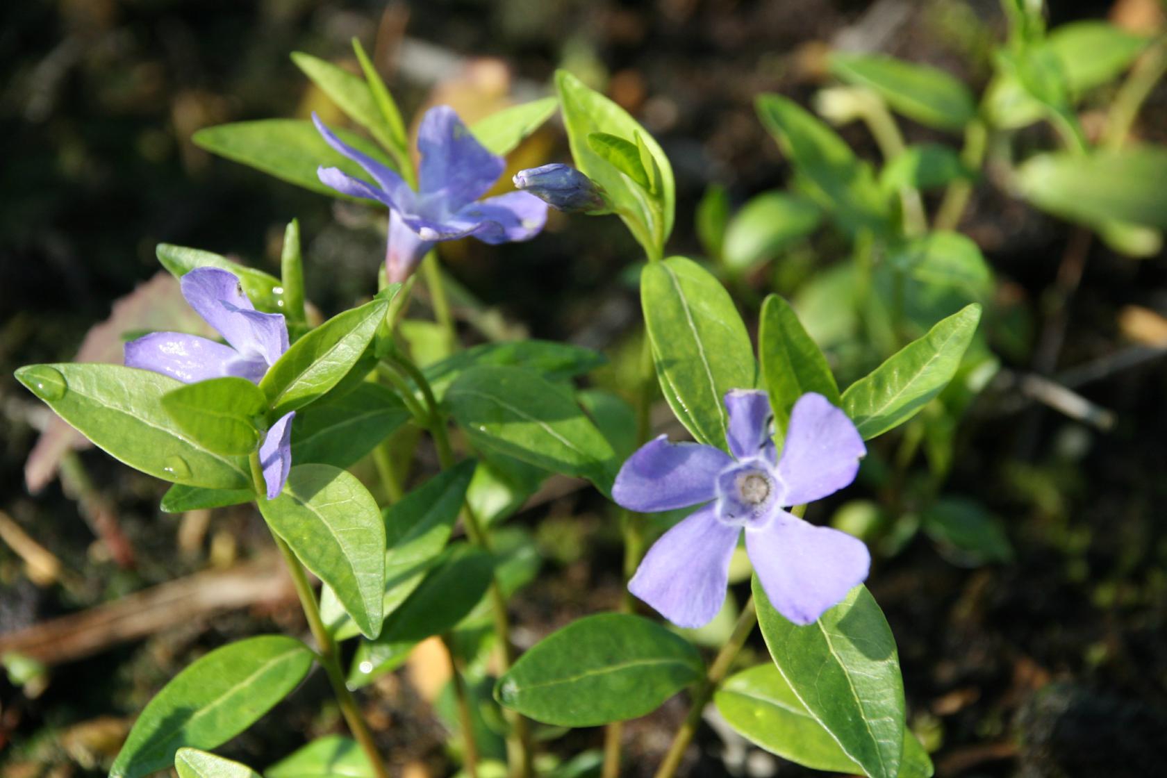 Vinca minor 'Bowles' 5-7