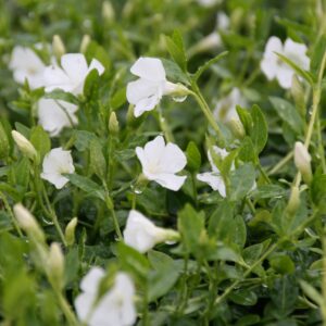Vinca minor 'Elisa' (S) 5-7