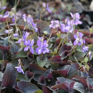 Viola labradorica