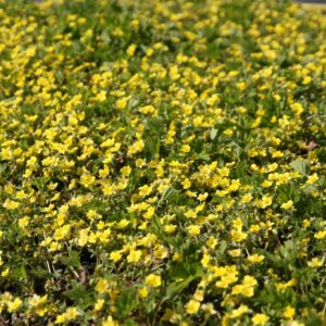 Waldsteinia geoides