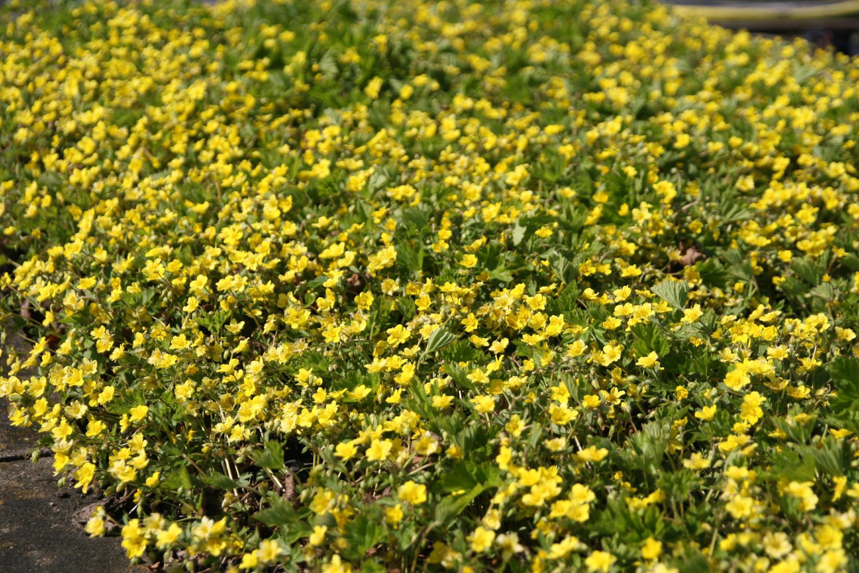 Waldsteinia geoides
