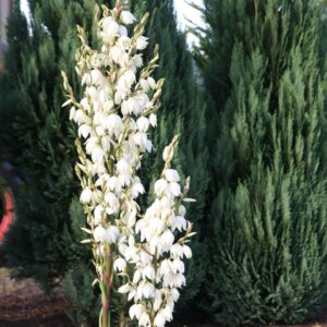 Yucca filamentosa